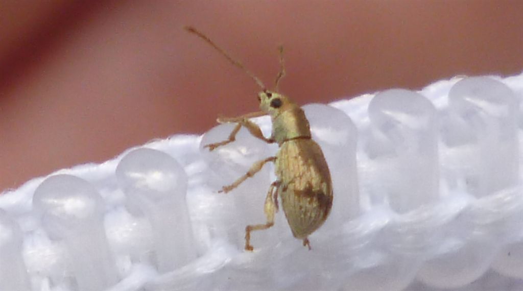 Curculionide con la freccia: Pseudomyllocerus neapolitanus